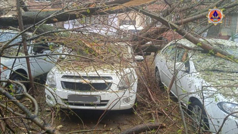 'Тошкентда дарахт 6 та автомобиль устига қулади'ning rasmi