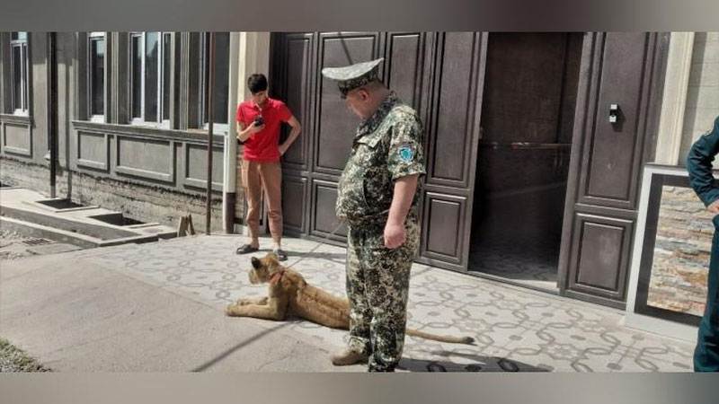 Изрображение 'Под Ташкентом мужчина держал у себя во дворе дома львенка "из любопытства"'