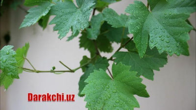 'Эртага Ўзбекистон бўйлаб қисқа муддатли ёмғирлар ёғиб ўтади'ning rasmi