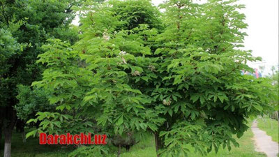 'Бугун Ўзбекистонда ёғингарчилик кутилмайди, фақат...'ning rasmi