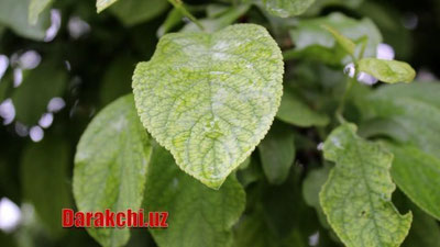 '"Ўзгидромет" янги ҳафта қандай ҳаво билан бошланишини очиқлади'ning rasmi