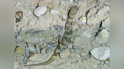 'Фарғона водийсидан жаҳон фаунаси учун гекконларнинг янги тури топилди'ning rasmi