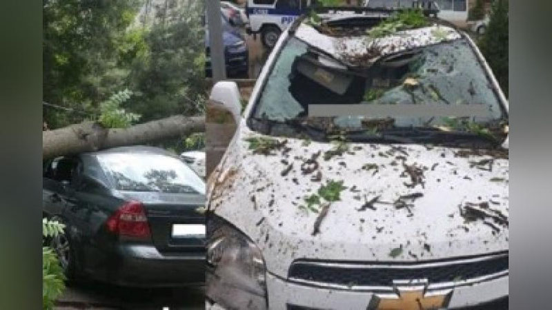 'Тошкентлик ҳайдовчилардан автомобилларни дарахтлар остида қолдирмаслик сўралмоқда'ning rasmi