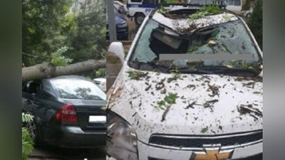 'Тошкентлик ҳайдовчилардан автомобилларни дарахтлар остида қолдирмаслик сўралмоқда'ning rasmi