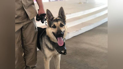 'Тошкентда “Хизмат итлари – 2022” кўргазмаси ўтказилди'ning rasmi