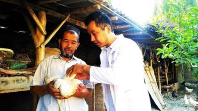 'Хонадонларга тарқатилаётган паррандалар ветеринарлар назоратига олинмоқда'ning rasmi