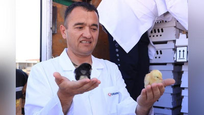 'Карманага Венгриядан наслли жўжалар олиб келинди (фото)'ning rasmi