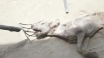 'Buxoroda odamlarning qo`yini bo`g`izlab ketayotgani aytilgan chupakabra o`ldirildi (video)'ning rasmi