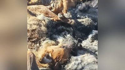 'Нукус яқинидаги полигондан 100 дан ортиқ ит ва мушук жасади топилди'ning rasmi