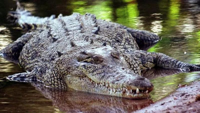 Изрображение 'Фермер из Австралии смог отбиться от крокодила, укусив его за глаз'