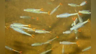 Изрображение 'Антимонопольный комитет отреагировал на передачу всех частей Аральского моря одному ГУП'