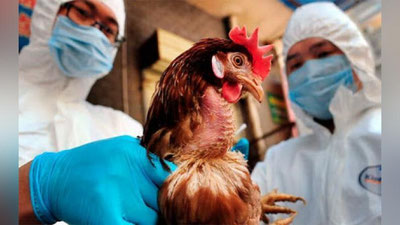 'Germaniyada tarqalgan xavfli virus sabab parrandalar yo`q qilinmoqda'ning rasmi