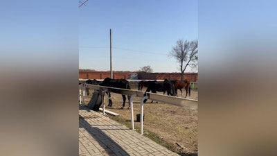 Изрображение 'Виновные в гибели лошадей на столичном Ипподроме оштрафованы'