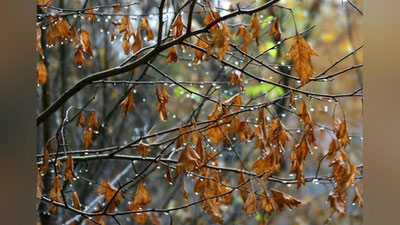 Изрображение 'В Узбекистане ожидаются дожди и понижение температуры'