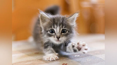 Изрображение 'В ЧЕМ ПОЛЬЗА СТЕРИЛИЗАЦИИ ЖИВОТНЫХ?'