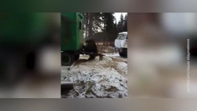 Изрображение 'ЗАСТРЯВШЕГО В ОКНЕ МЕДВЕДЯ ВЫТЯНУЛИ С ПОМОЩЬЮ КАМАЗА (ВИДЕО)'
