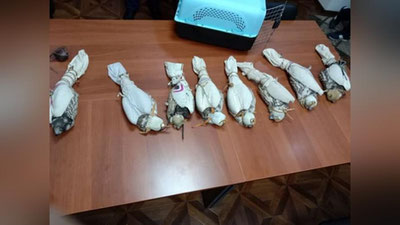 'Сирдарёда ноёб лочинларни 280 миллион сўмга пулламоқчи бўлган шахслар қўлга тушди'ning rasmi