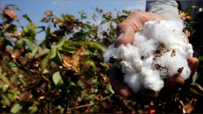 '“Paxtaobod paxta tozalash” AJ dagi kirdikorlar fosh etildi'ning rasmi