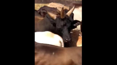 'Braziliyada uch shoxli qoramol paydo bo`ldi (Video)'ning rasmi