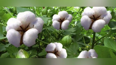 'Qoraqalpog`istonda ilk bor paxtani klaster usulida etishtirish yo`lga qo`yilmoqda'ning rasmi