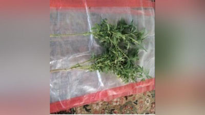 'Tezkor tadbir davomida 72 tup “kannabis” yo`q qilindi'ning rasmi