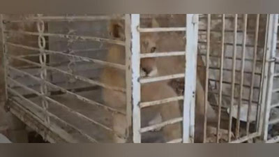 Изрображение 'ЛЬВЕНКА, КОТОРОГО НАШЛИ В ТАШКЕНТСКОЙ ОБЛАСТИ, ПЕРЕДАЛИ В ЗООПАРК'