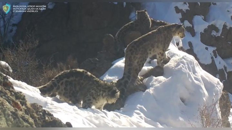 Изрображение 'Самка снежного барса с тремя котятами попали на фотоловушку в Гиссарском заповеднике'
