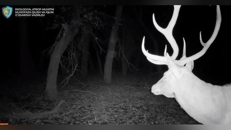 Изрображение 'Бухарский олень попал на фотоловушку в Кызылкумском заповеднике (видео)'