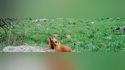 Изрображение 'В Гиссарском заповеднике в фотоловушку попали красные сурки (видео)'