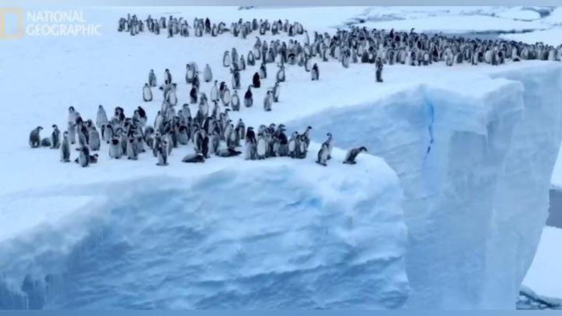 Изрображение 'National Geographic cнял захватывающее видео про  храбрых пингвинов'