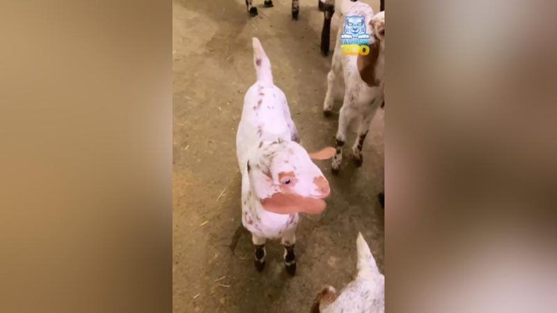Изрображение 'В Ташкентском зоопарке сообщили о пополнении в семействе восточных коз (видео)'