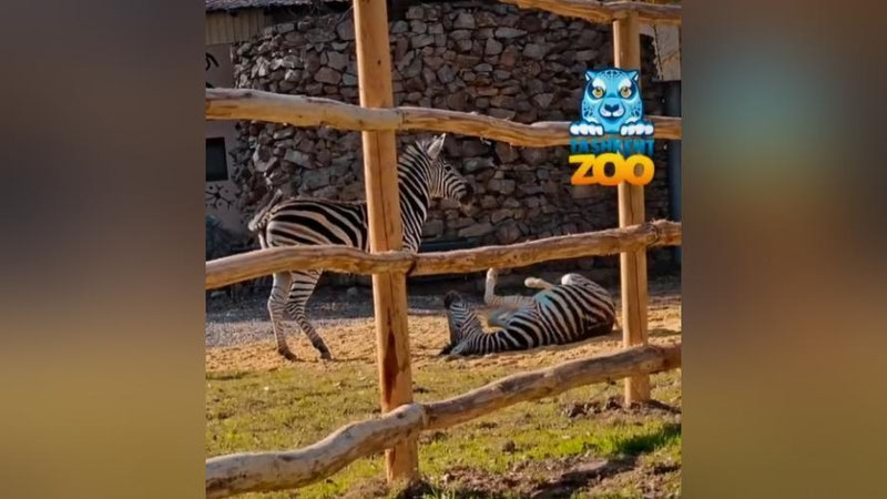 Изрображение 'Ташкентский зоопарк пополнился питомцами из Африки (видео)'