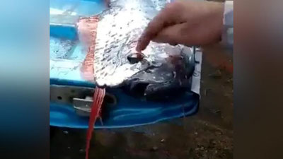 Изрображение 'В Мексике выловили редкую рыбу, которую называют "предвестником конца света"'