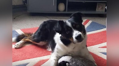 Изрображение 'Пес в Великобритании выучил названия 231 игрушки (видео)'