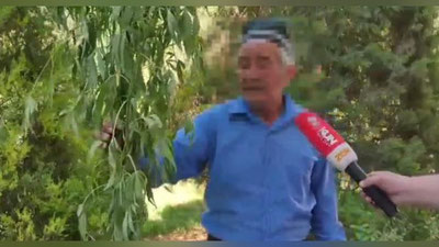 Изрображение 'В Самаркандской области двое пенсионеров вырастили плантацию марихуаны (видео)'