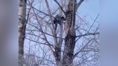 Изрображение 'В Омске педофила, изнасиловавшего 15-летнюю девочку, пришлось снимать с дерева (видео)'