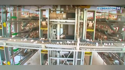 Изрображение 'На развитие птицеводства выделят субсидии (видео)'