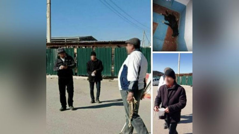 Изрображение 'В Кагане пожаловались на травлю собак ядом'