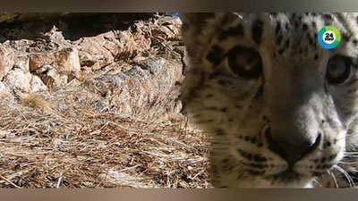Изрображение 'Котята снежных барсов попали на фотоловушку в заповеднике в Кыргызстане (видео)'