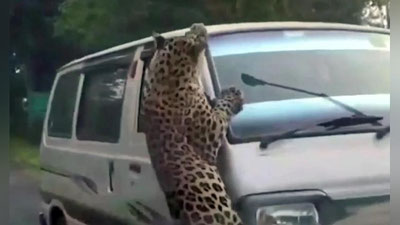 Изрображение 'В Индии леопард пробрался в город, ранил 15 человек и попал на видео'