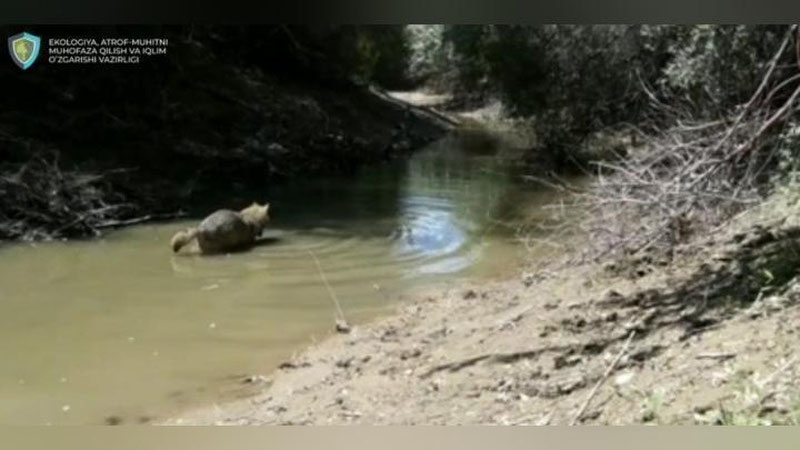 Изрображение 'Фотоловушка в заповеднике "Приаралье" сняла, как шакал ловит рыбу (видео)'