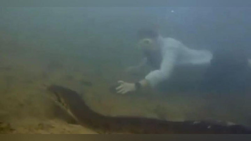 Изрображение 'Самую большую змею в мире нашли в лесах Амазонки (видео)'