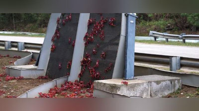 Изрображение 'Австралийский остров Рождества "покраснел" от нашествия крабов (видео)'