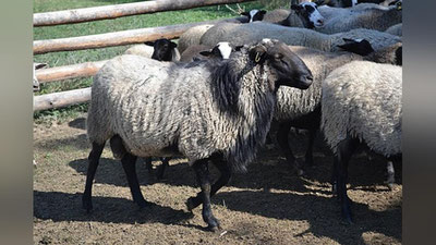 'Farg`onada qo`y o`g`rilari qo`lga tushdi'ning rasmi