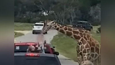 Изрображение 'Жираф схватил сидевшего в автомобиле ребенка во время сафари (видео)'