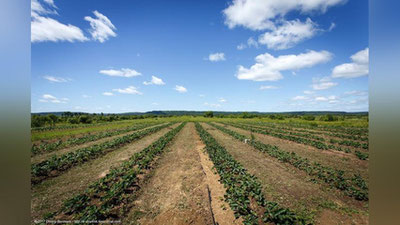 'Qishloq xo`jaligiga mo`ljallangan erlar 10 gektargacha ikkilamchi ijaraga berilishi mumkin'ning rasmi