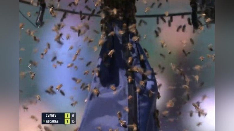 Изрображение 'Рой пчел атаковал теннисистов во время матча на турнире в США (видео)'