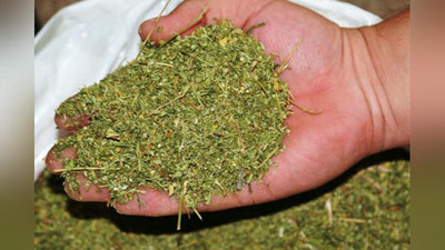 'Jomboyda 300 dollarlik marixuana savdosiga chek qo`yildi'ning rasmi