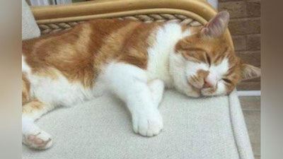 'Sayrga chiqqan mushuk o`n yildan so`ng uyga qaytdi'ning rasmi