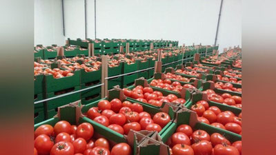 'Qozog`istonda ham O`zbekistondan yuborilgan pomidorlarda virus aniqlandi'ning rasmi